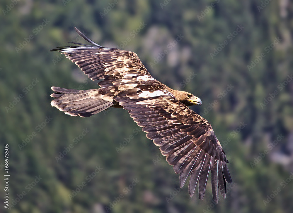 Fototapeta premium Golden eagle in flight