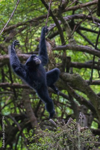 Siamang in Action