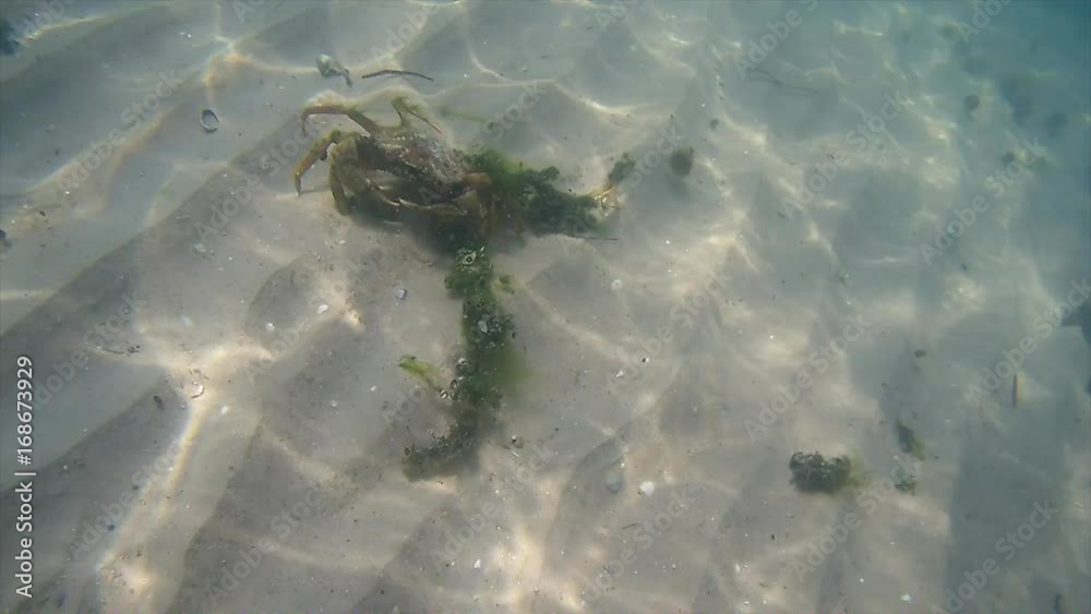 Crab crawls along the seabed in the Black Sea, Ukraine Crab crawls along the seabed in the Black Sea, Ukraine