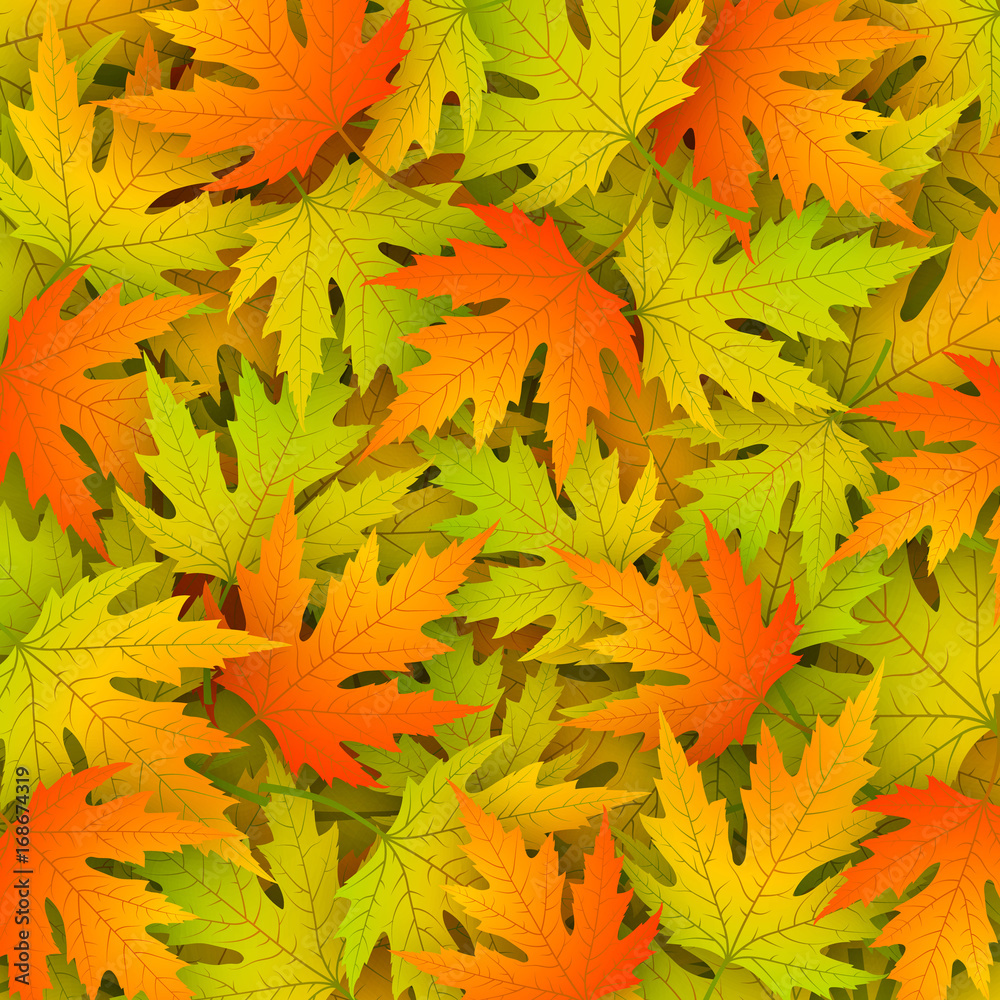  Autumn background with realistic maple leaves. Vector illustration