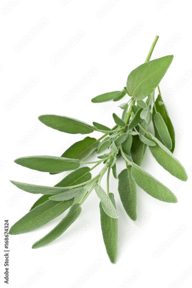 Single fresh harvested organic sage twig over white Single fresh harvested organic sage twig over white