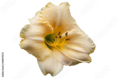 Flower lily cream in pale yellow  on white background