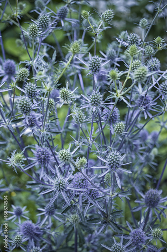 Blue Eryngium planum on green greased background