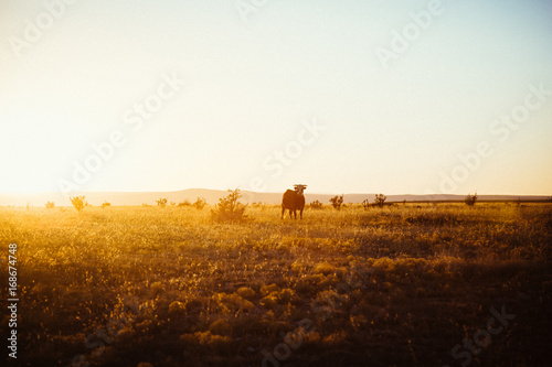 A desert field in New Mexico at sunset with a cow staring at the camera