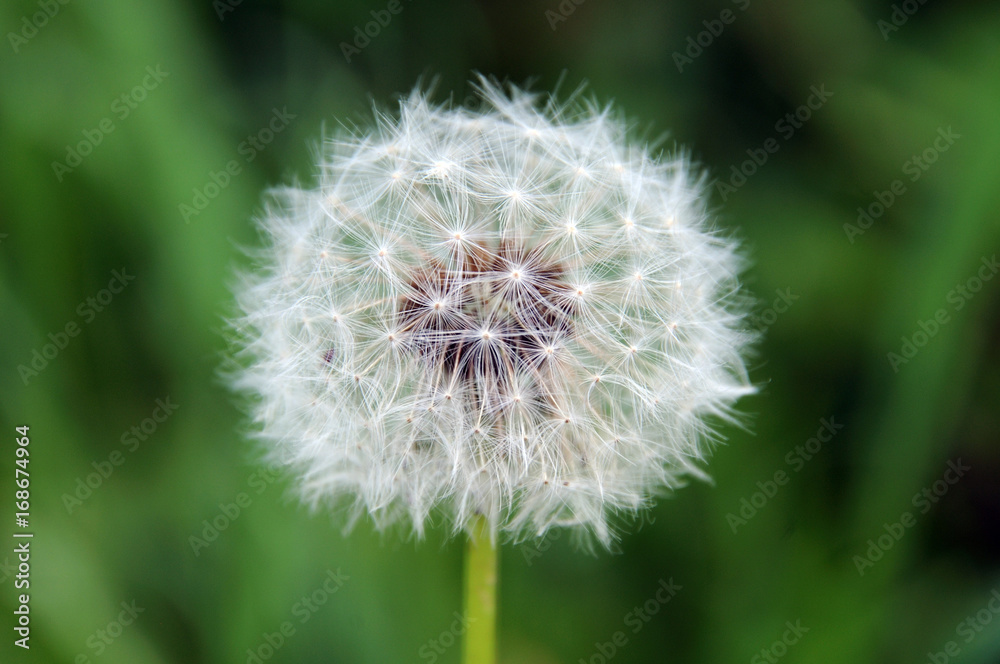 Pusteblume