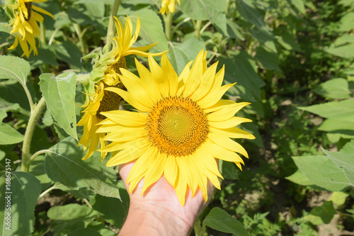 field of blooming sunflowers. Flowering sunflowers in the field. Sunflower field on a sunny day.