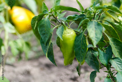 Close-up of ripening peppers in the organic pepper plantation.Fresh Yellow and Red sweet Bell Pepper Plants with Selective Focus in plantation, paprika/Green and yellow peppers growing in a garden