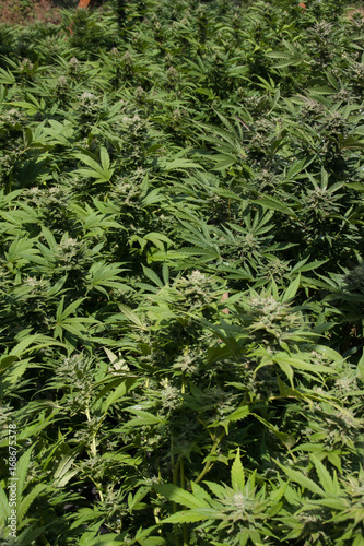 Marijuana Cannabis Plants growing out doors