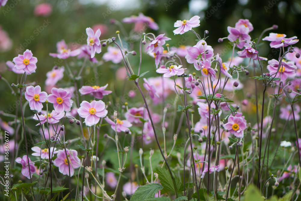 Japanese anemone (Anemone hupehensis) plants in flower. Pink garden plant in the family Ranunculaceae, aka Chinese anemone, thimbleweed or windflower Japanese anemone (Anemone hupehensis) plants in flower. Pink garden plant in the family Ranunculaceae, aka Chinese anemone, thimbleweed or windflower