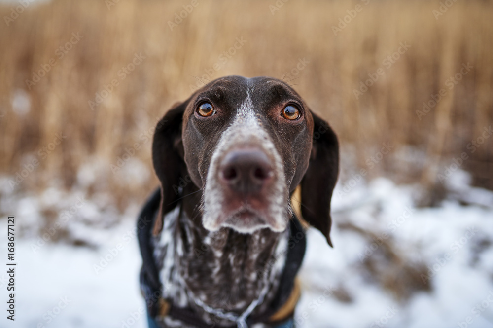 a hunting dog staring right into the camera