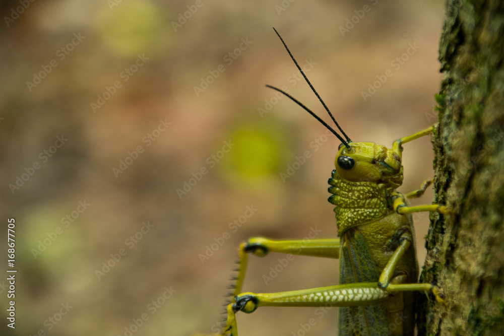 Grasshoppers of Tikal Grasshoppers of Tikal