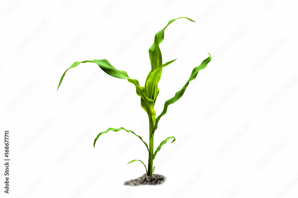 Young green corn plant isolated on white background - obrazy, fototapety, plakaty 