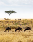 Safari Drive With Wildebeest and Zebra