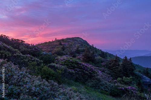 Rhododendron Blanket Grassy Ridge at First Light