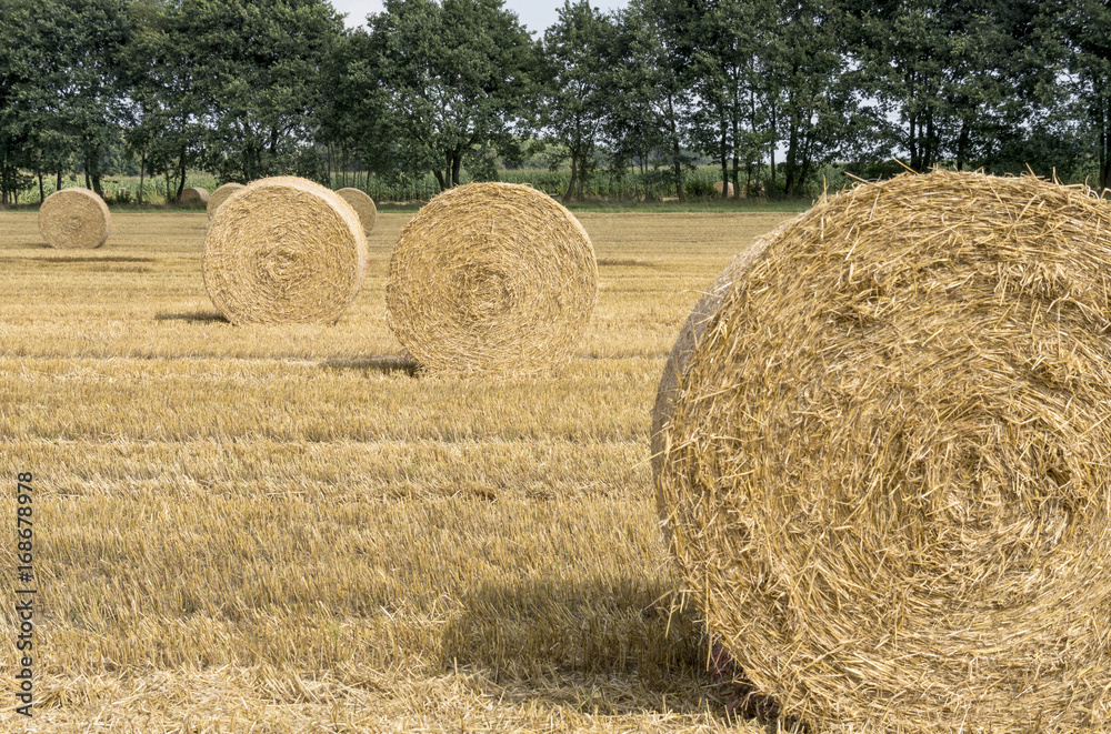 Wheat field after harvest with round straw bales in the meadow on farmland Wheat field after harvest with round straw bales in the meadow on farmland