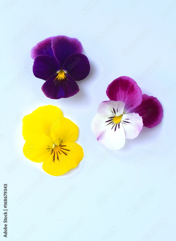 パンジー ビオラ 花びら 白バック 春 Stock 写真 Adobe Stock