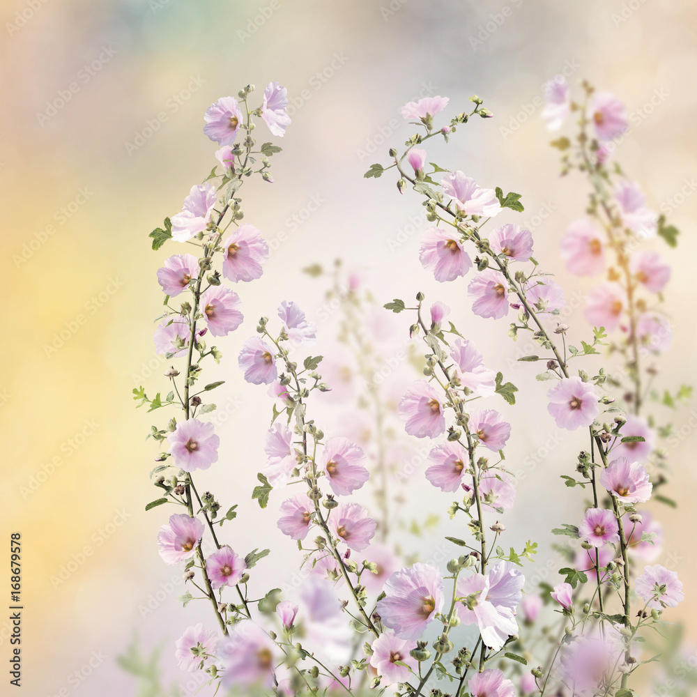 Pink hollyhock flowers - obrazy, fototapety, plakaty 