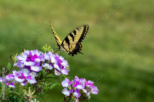Two-tailed Swallowtail Butterfly © Michael Shake