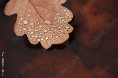 texture of autumn leaves with drops of water nature background