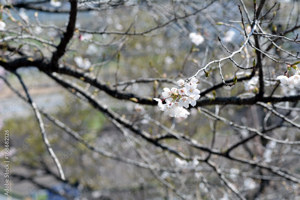 Cherry blossoms started to bloom in Nagano prefeture, JAPAN.