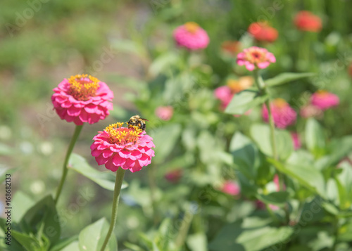 Bee pollinating pink and red zinnias in summer garden