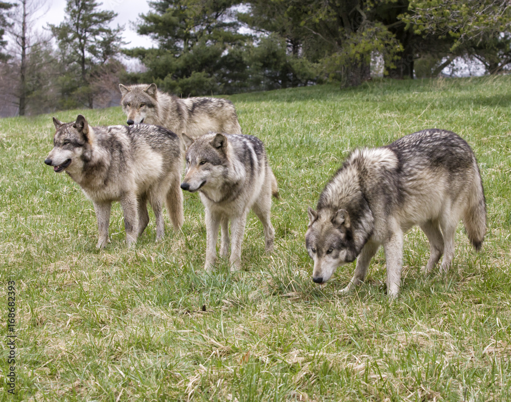 Fototapeta premium Wolf Pack in a Meadow