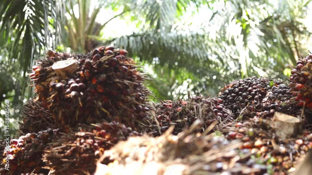 Loading Palm Oil Fruits On A Truck - Side Angle Loading Palm Oil Fruits On A Truck - Side Angle