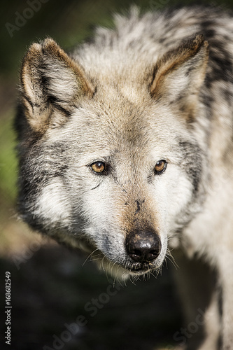 White wolf © Carlos