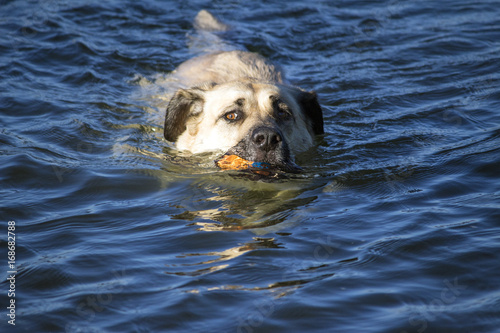 ボールを咥えて川で泳ぐ大型犬