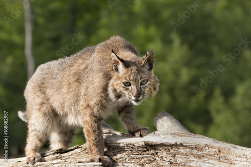 Bobcat Looking into Camera © dssimages