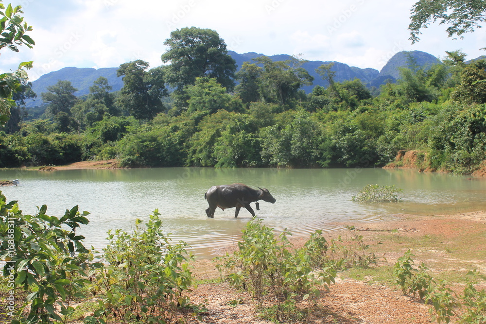 Fotografie Nature life in Laos