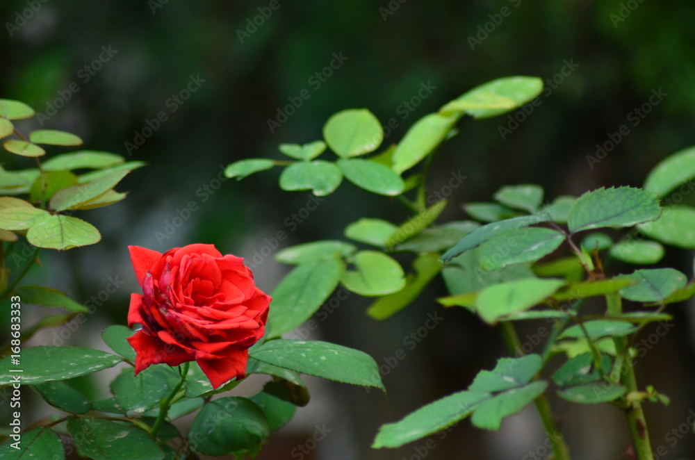 Soledad en rojo y verde