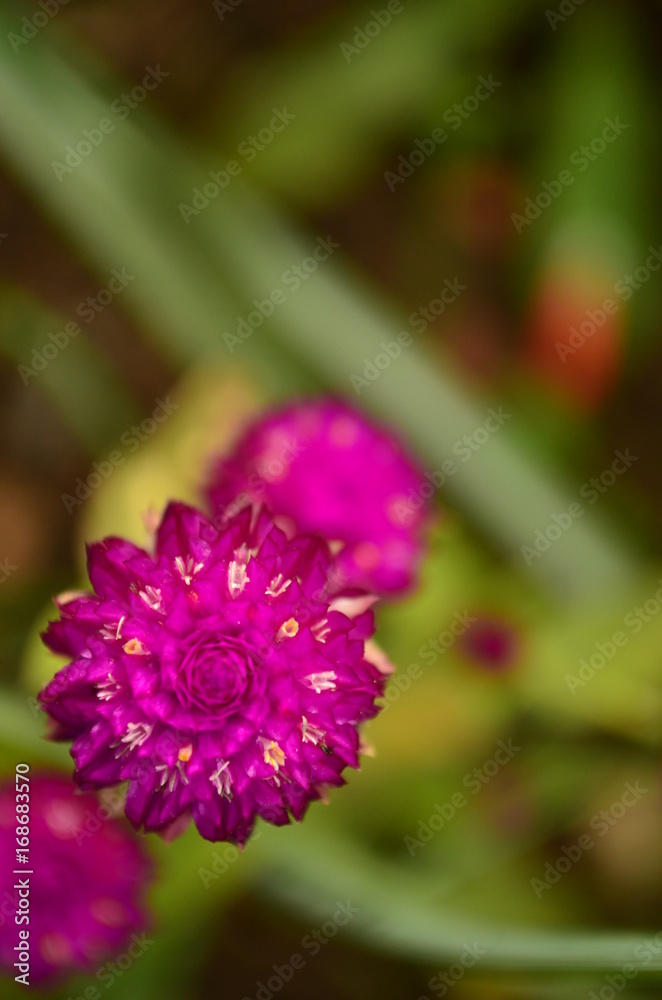 Fototapeta premium Violeta