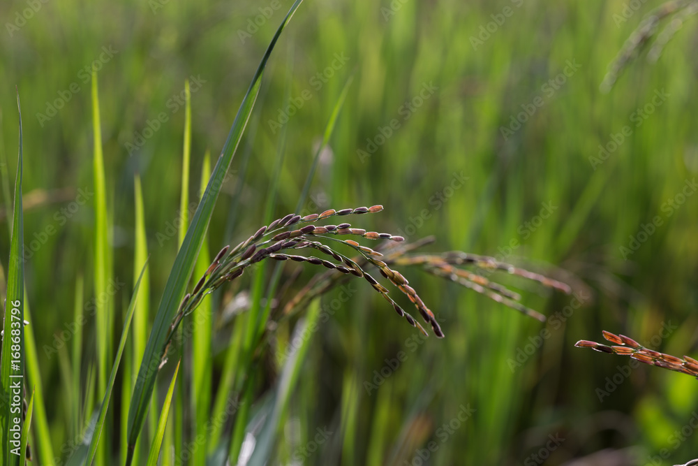 closeup ear of riceberry with rice field background in the sunshine closeup ear of riceberry with rice field background in the sunshine