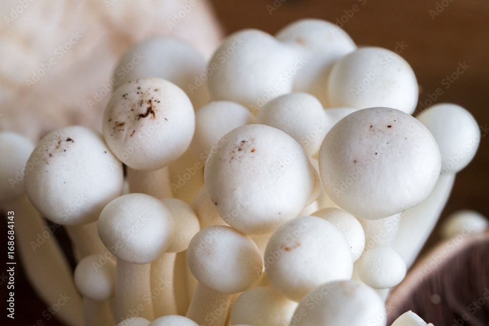 Close-up of fresh mushrooms isolated over natural background