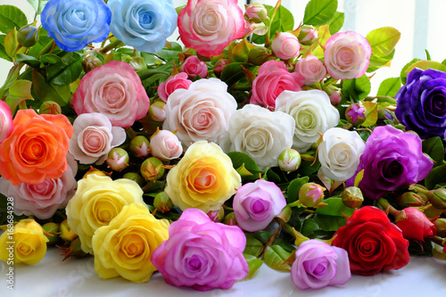 Colorful roses flower