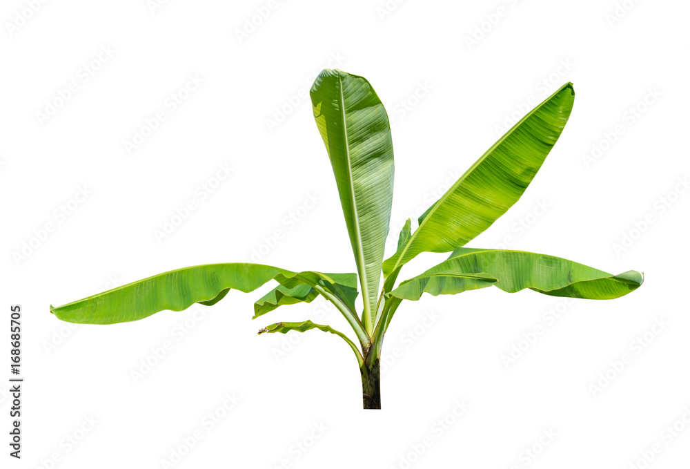 Green banana tree isolate on a white background with clipping path. Green banana tree isolate on a white background with clipping path.