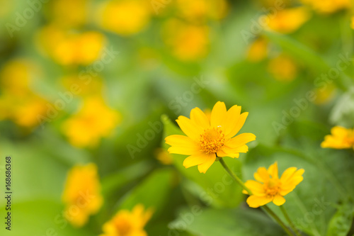 Singapore dailsy yellow flower