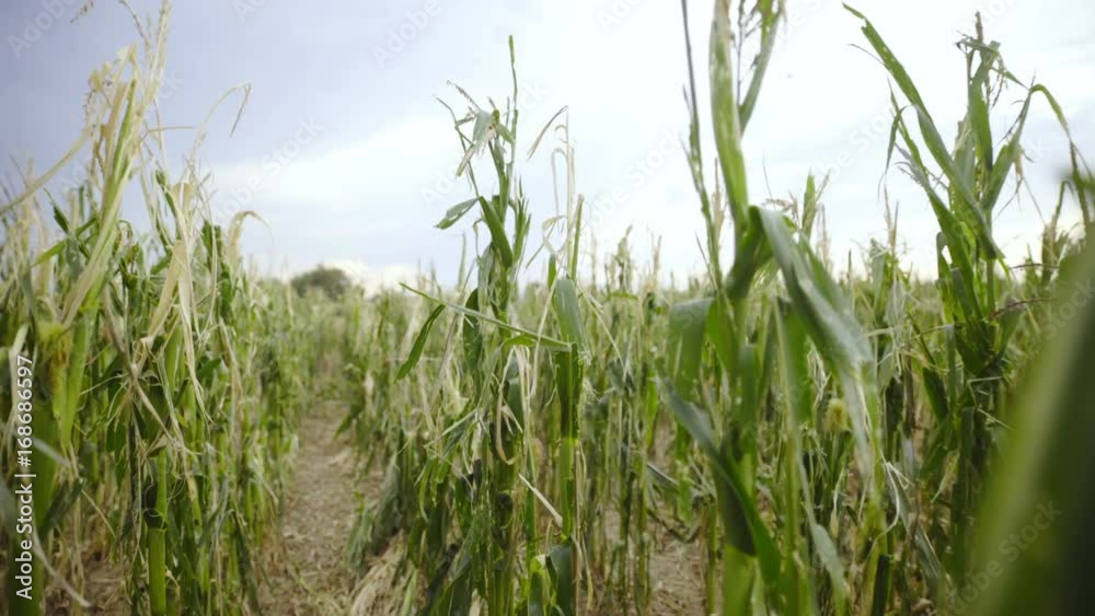 Person field of view walking through destroyed corn field 4K
