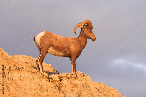 Wild Animal High Desert Bighorn Sheep Male Ram