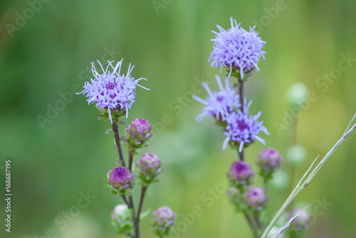 Spiky Purple Flowers