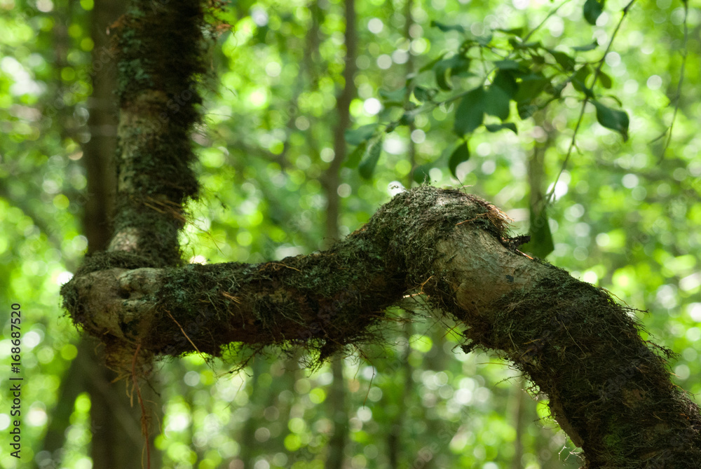 Fototapeta premium Large Vine