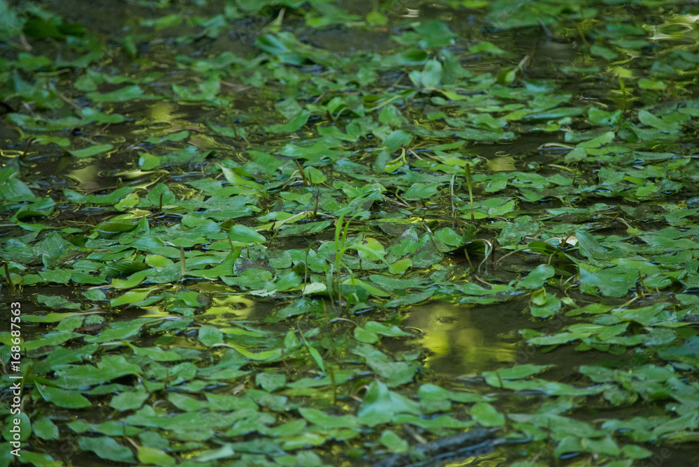 Fotografie Forest Water-Lilly