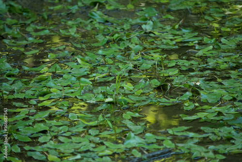 Forest Water-Lilly