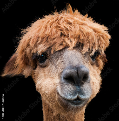 Alpaca