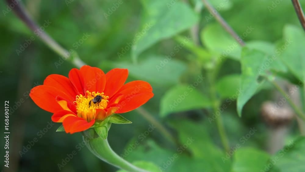 stingless bee flying on red flower. stingless bee flying on red flower.