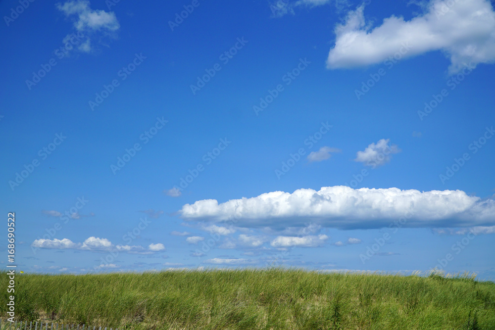 grassland in beach area under blue sky and cloud grassland in beach area under blue sky and cloud