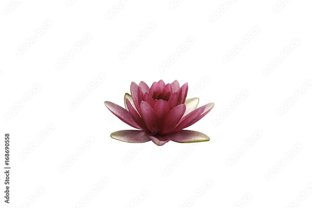 pink water lily isolated on white