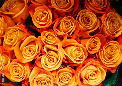 Fototapeta Naklejka Na Ścianę i Meble -  close up on fresh orange rose 
