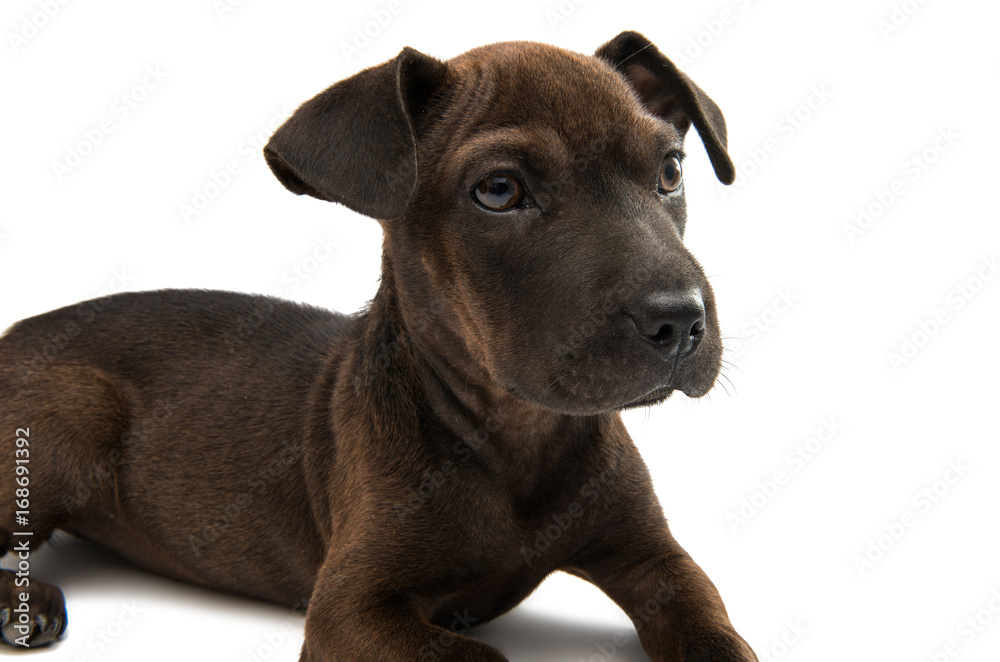 Obraz premium Dog isolated